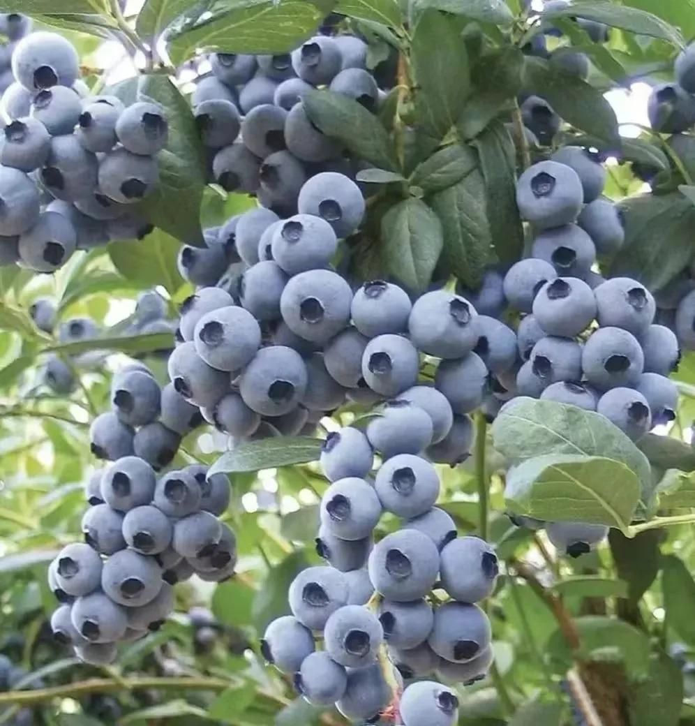 Giant Blueberry Fruit Seeds - Utility Mart