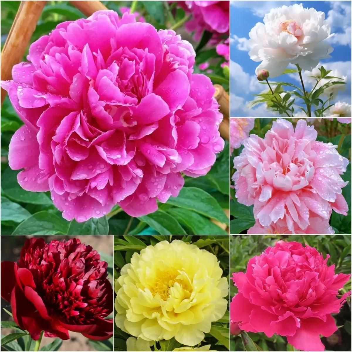 The Queen of Flowers?Peony Flower (Pack of 20) - Utility Mart