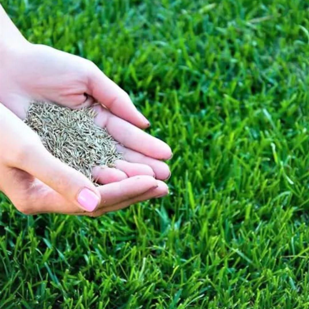Grass Seeds Hybrid Best For Your Beautiful Home Gardening (Pack Of 100 seeds) (Pack of 1) - Utility Mart 