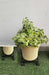 Wheel Pot Stand For Planters - Utility Mart 