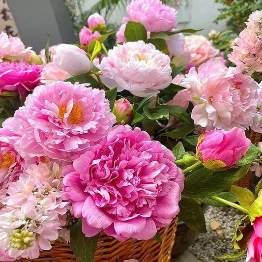 The Queen of Flowers?Peony Flower (Pack of 20) - Utility Mart 
