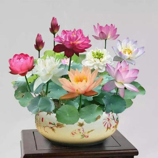 Bonsai Lotus Flower Seeds - Utility Mart 