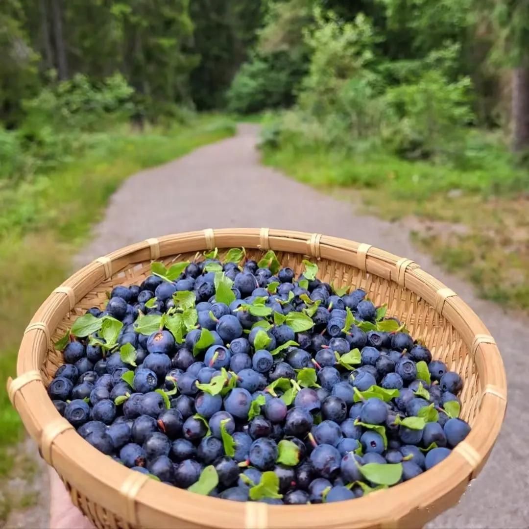 Giant Blueberry Fruit Seeds - Utility Mart 