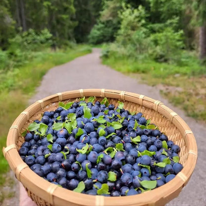 Giant Blueberry Fruit Seeds - Utility Mart 