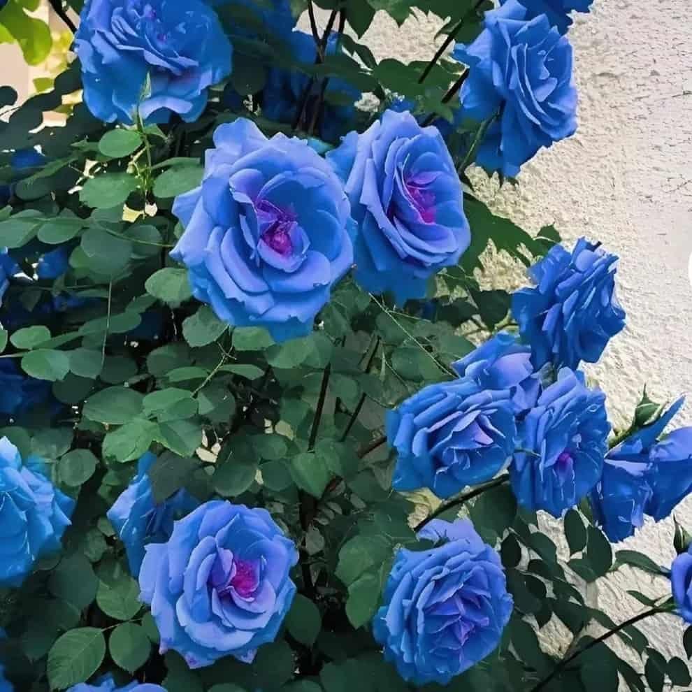 Blue Climbing Rose Seeds - Utility Mart 