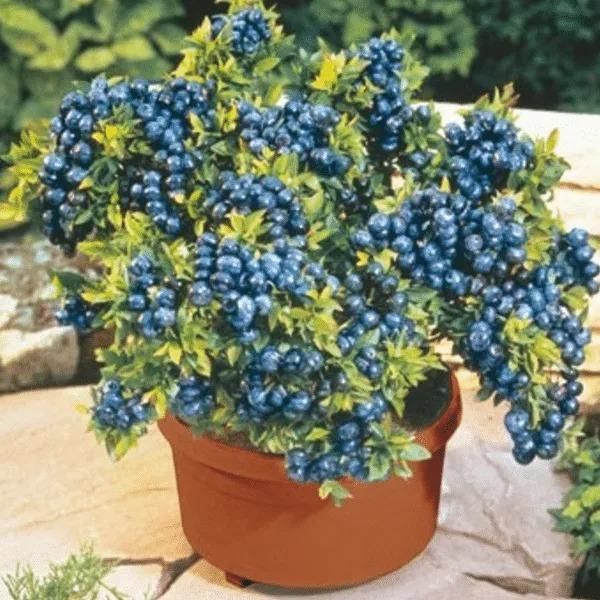 Giant Blueberry Fruit Seeds - Utility Mart 