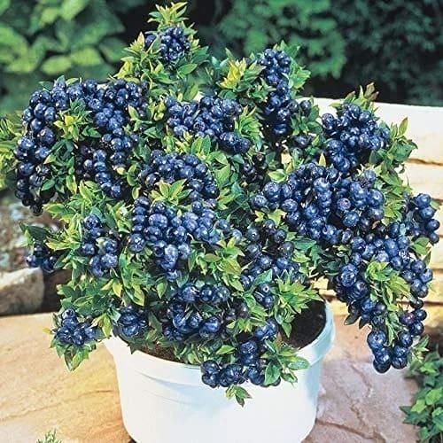 Giant Blueberry Fruit Seeds - Utility Mart 