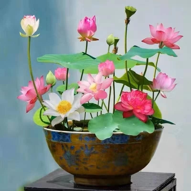 Bonsai Lotus Flower Seeds - Utility Mart 