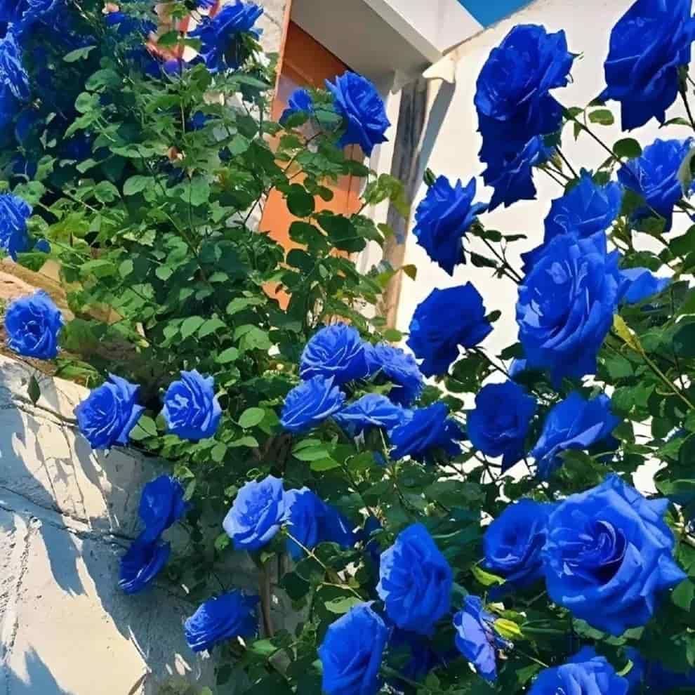 Blue Climbing Rose Seeds - Utility Mart 