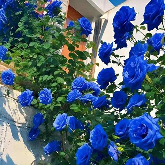 Blue Climbing Rose Seeds - Utility Mart 