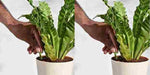 Plant Grow Fertilizer Sticks For Plants - 25 Stick Pack of 2 - Utility Mart 