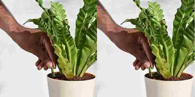 Plant Grow Fertilizer Sticks For Plants - 25 Stick Pack of 2 - Utility Mart 