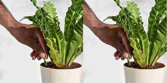 Plant Grow Fertilizer Sticks For Plants - 25 Stick Pack of 2 - Utility Mart 