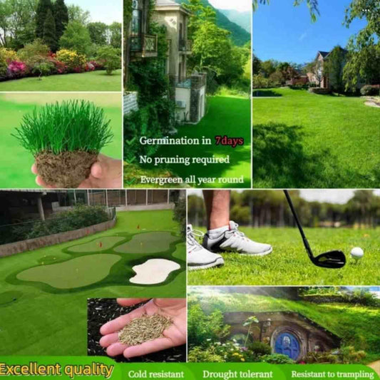 Grass Seeds Hybrid Best For Your Beautiful Home Gardening (Pack Of 100 seeds) (Pack of 1) - Utility Mart 