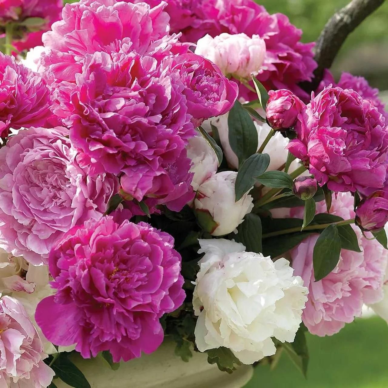 The Queen of Flowers?Peony Flower (Pack of 20) - Utility Mart 