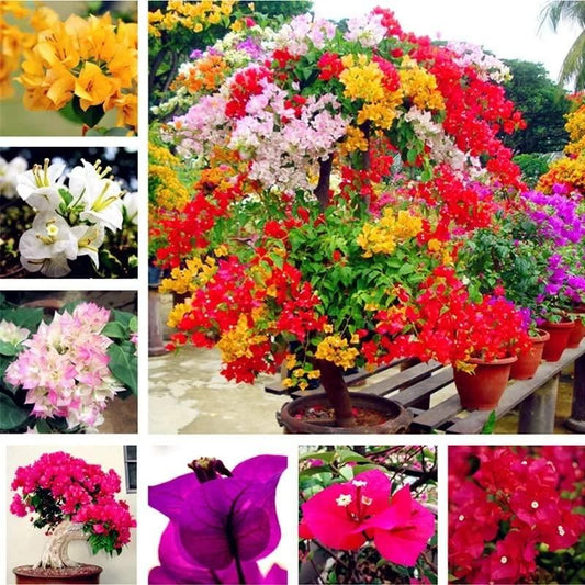 Mix Colour Bougainvillea Flower Seeds - Utility Mart 