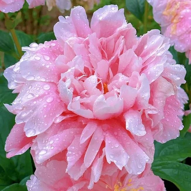 The Queen of Flowers?Peony Flower (Pack of 20) - Utility Mart 