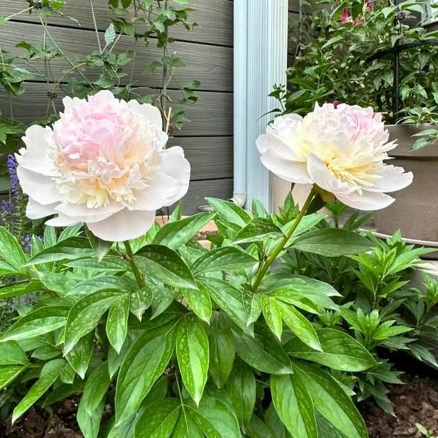 The Queen of Flowers?Peony Flower (Pack of 20) - Utility Mart 