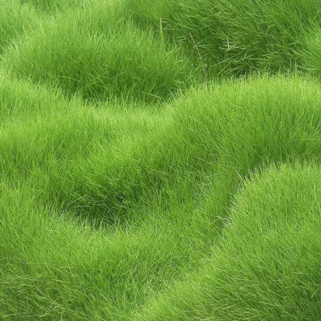 Grass Seeds Hybrid Best For Your Beautiful Home Gardening (Pack Of 100 seeds) (Pack of 1) - Utility Mart 