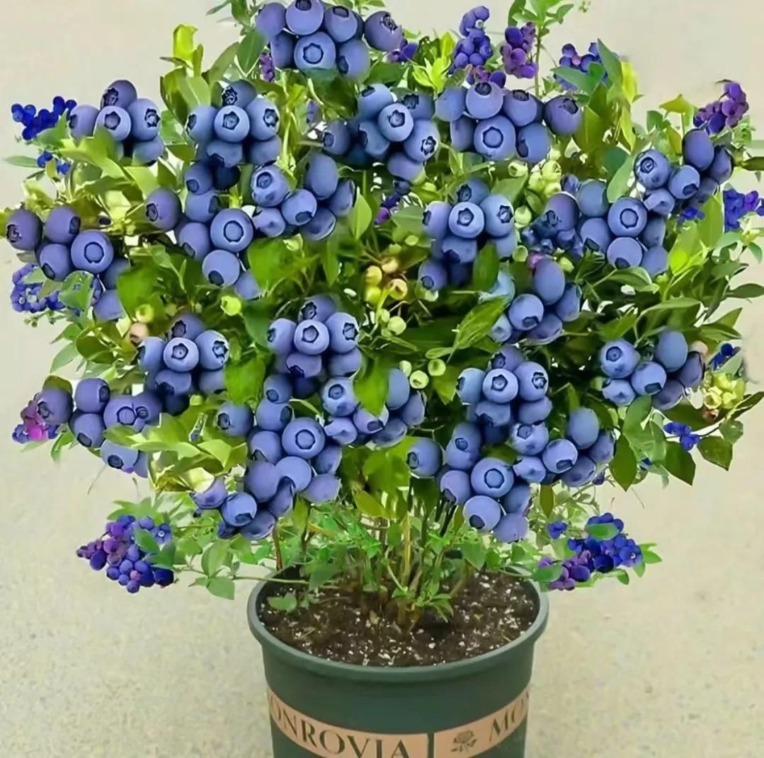 Giant Blueberry Fruit Seeds - Utility Mart 