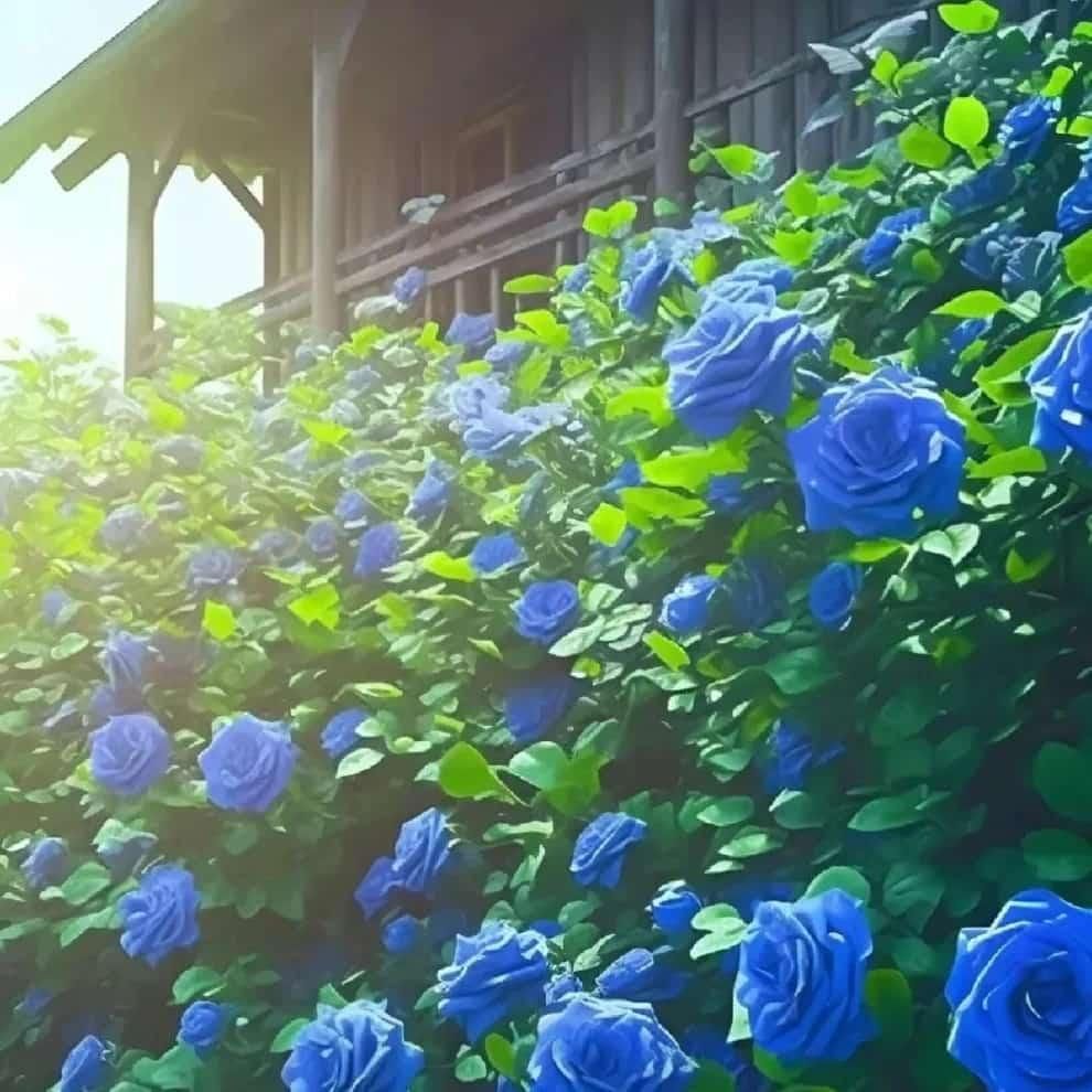 Blue Climbing Rose Seeds - Utility Mart 