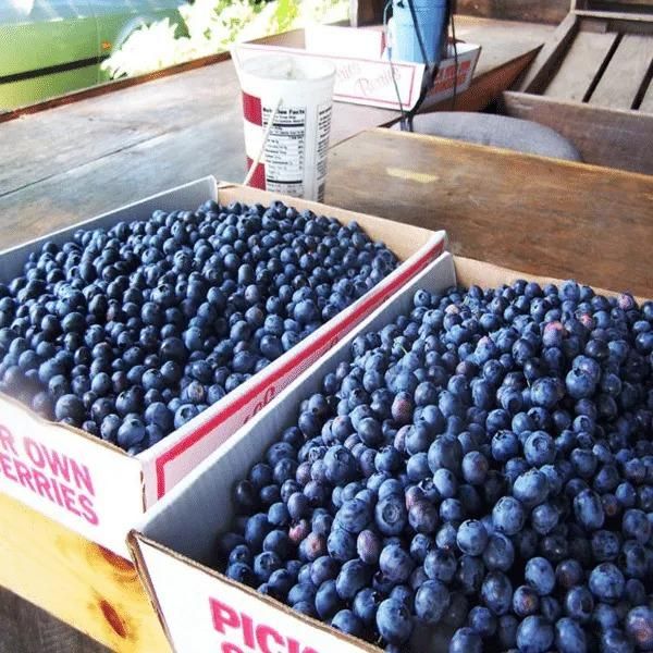 Giant Blueberry Fruit Seeds - Utility Mart 