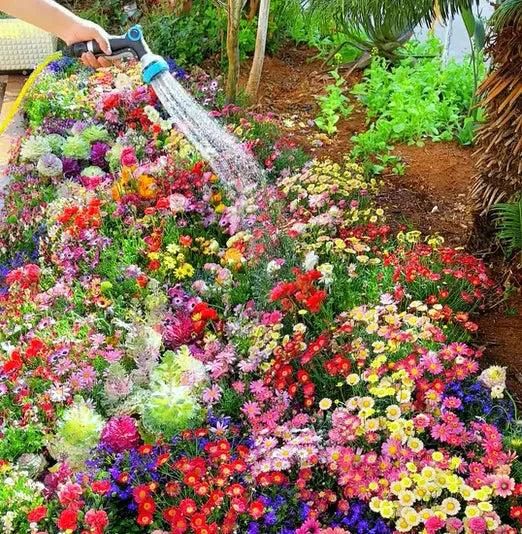 Buy Varieties of Flower Seeds (Pack of 100) And Get Plant Growth Supplement Free - Utility Mart 