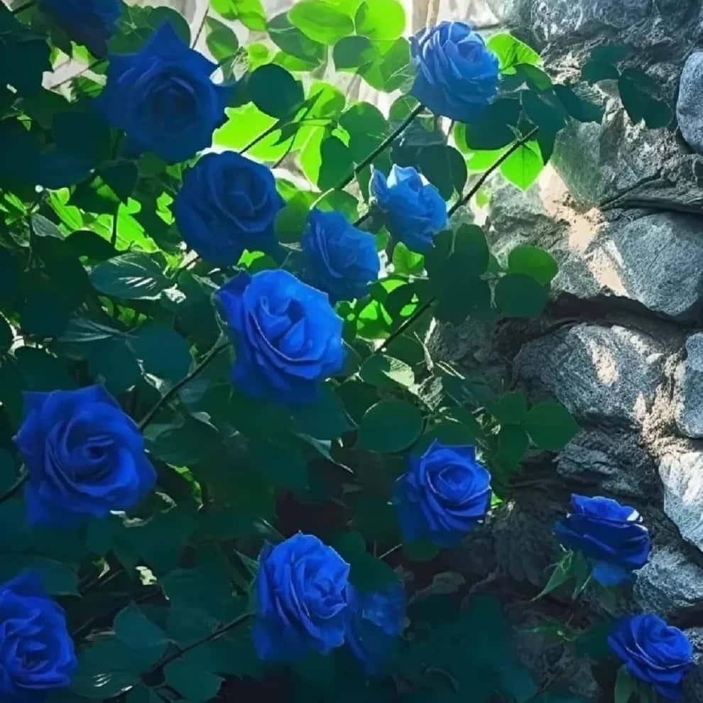 Blue Climbing Rose Seeds - Utility Mart 