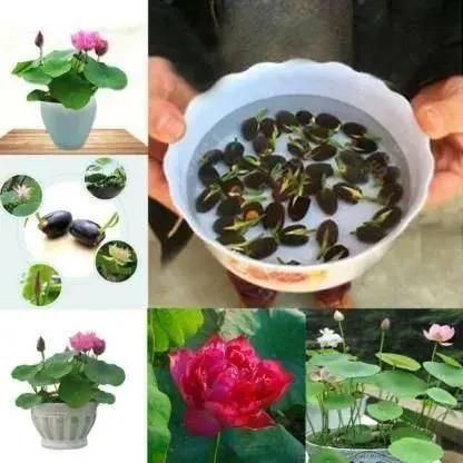 Bonsai Lotus Flower Seeds - Utility Mart 