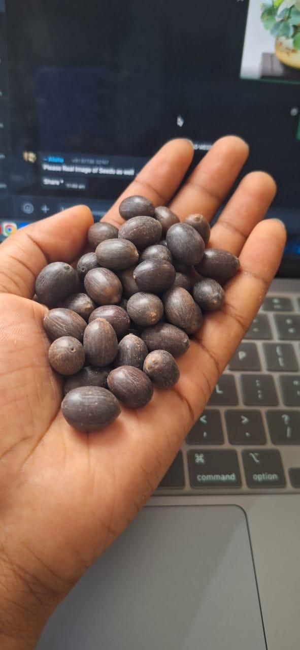 Bonsai Lotus Flower Seeds - Utility Mart 